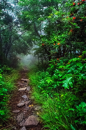 •••GregoryBald_June2015_2422-T